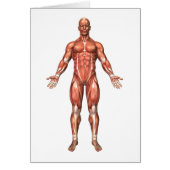 Anatomy Of Male Muscular System, Front View 2 (Front)