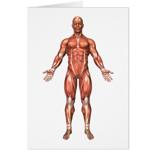 Anatomy Of Male Muscular System, Front View 2 (Front)
