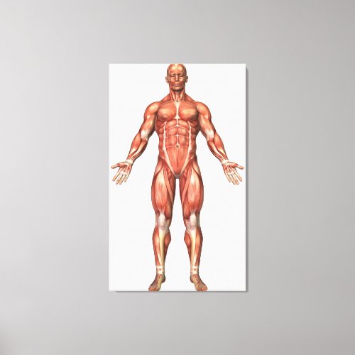 Anatomy Of Male Muscular System Front View 2 Canvas Print