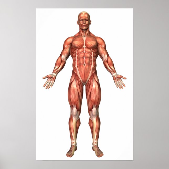 Anatomy Of Male Muscular System, Front View 2 Poster (Front)