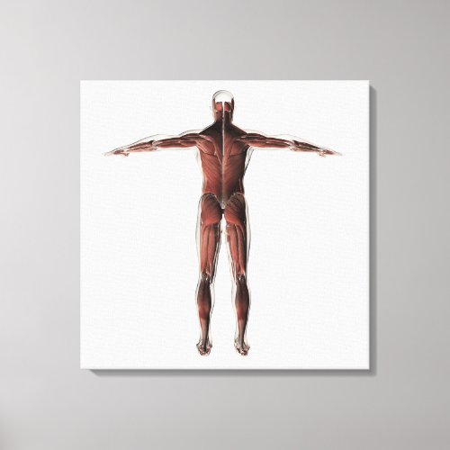 Anatomy Of Male Muscular System Posterior View Canvas Print
