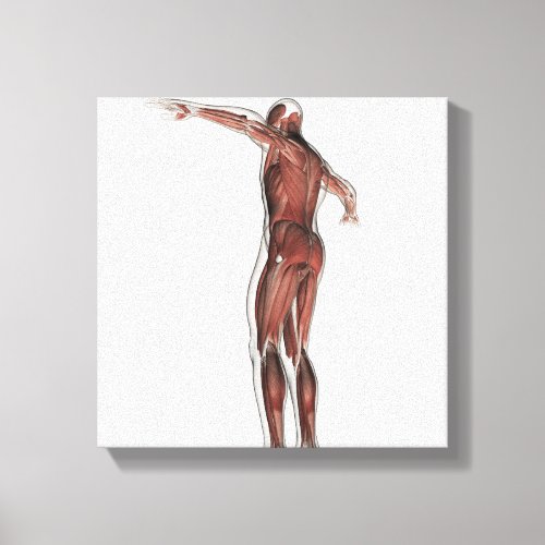 Anatomy Of Male Muscular System Posterior View Canvas Print