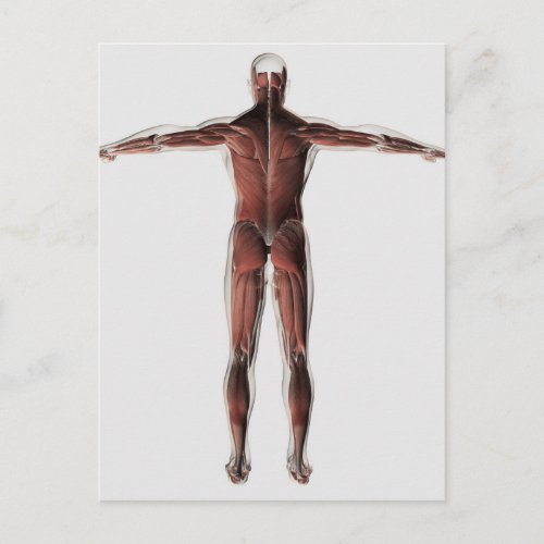 Anatomy Of Male Muscular System Posterior View Postcard