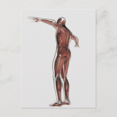 Anatomy Of Male Muscular System Posterior View Postcard