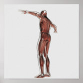 Arm muscles posterior view, labeled drawing. poster