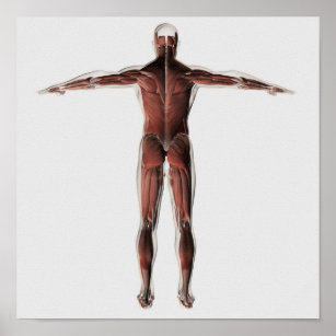 Muscular Male Art Wall Decor Zazzle