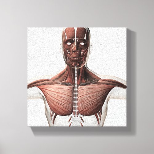 Anatomy Of Male Muscular System Side View 1 Canvas Print