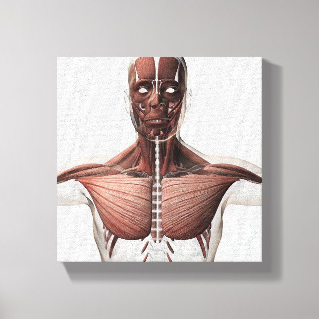 Anatomy Of Male Muscular System, Side View 1 Canvas Print (Front)