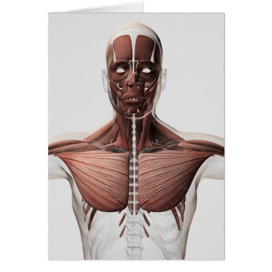 Anatomy Of Male Muscular System, Side View 1 Cards (Front)