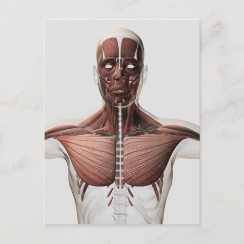 Anatomy Of Male Muscular System Side View 1 Postcard