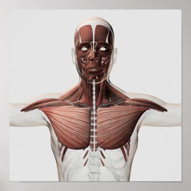 Anatomy Of Male Muscular System, Side View 1 Poster (Front)