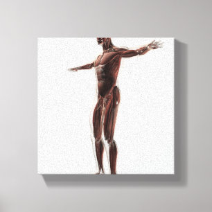 Anatomy Of Male Muscular System, Side View 2 Canvas Print