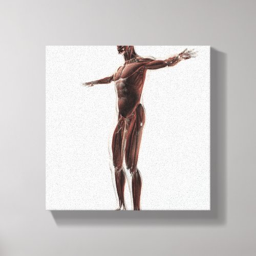 Anatomy Of Male Muscular System Side View 2 Canvas Print