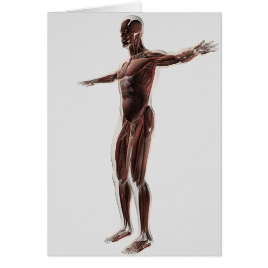 Anatomy Of Male Muscular System, Side View 2 Cards (Front)
