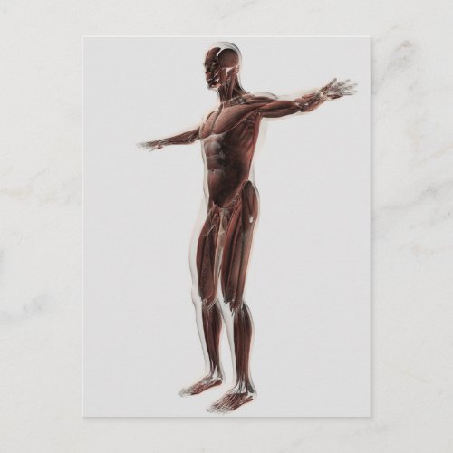 Anatomy Of Male Muscular System Side View 2 Postcard