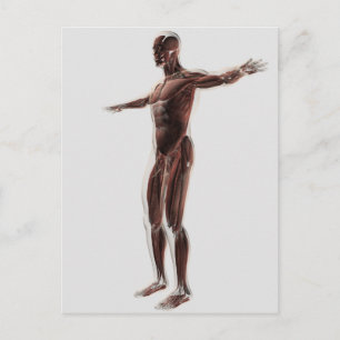 Anatomy Of Male Muscular System, Side View 2 Postcard