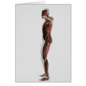 Anatomy Of Male Muscular System, Side View 3 (Front)