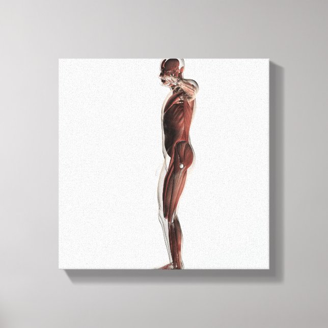 Anatomy Of Male Muscular System, Side View 3 Canvas Print (Front)