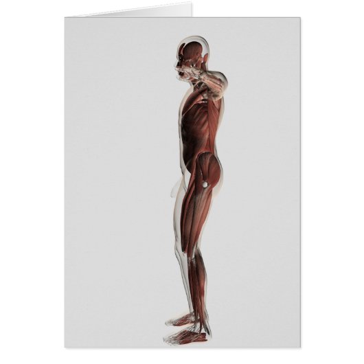 Anatomy Of Male Muscular System, Side View 3 Cards (Front)