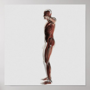 Anatomy Of Male Muscular System, Side View 3 Poster
