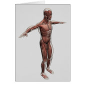 Anatomy Of Male Muscular System, Side View 4 (Front)