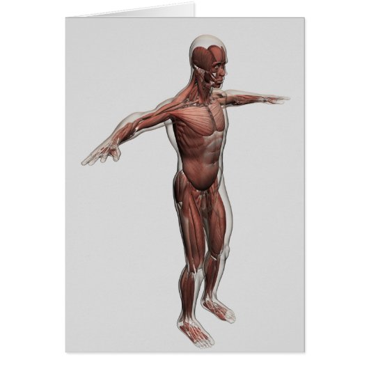 Anatomy Of Male Muscular System, Side View 4 Cards (Front)