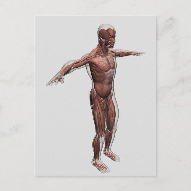Anatomy Of Male Muscular System, Side View 4 Postcard (Front)