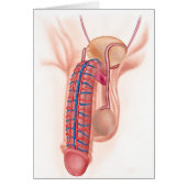 Anatomy Of Male Reproductive Organs (Front)