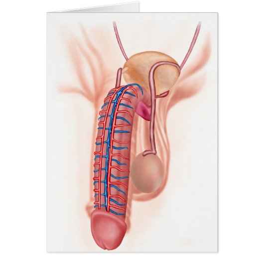 Anatomy Of Male Reproductive Organs (Front)