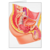 Anatomy Of Male Reproductive System (Front)