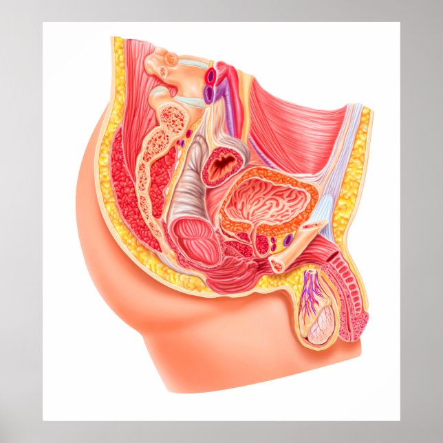 Anatomy Of Male Reproductive System Poster (Front)