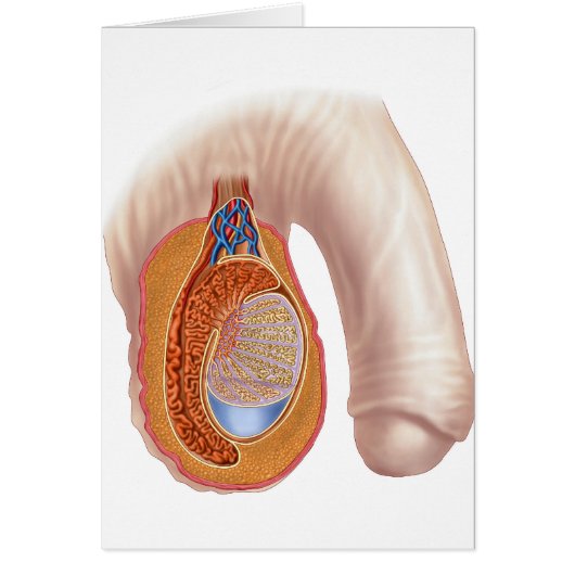 Anatomy Of Male Testis Cards (Front)