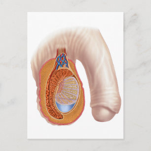 Anatomy Of Male Testis Postcard