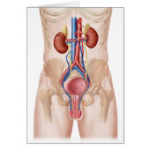 Anatomy Of Male Urinary System (Front)