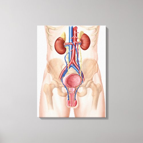Anatomy Of Male Urinary System Canvas Print