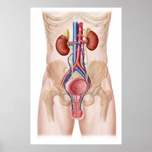 Anatomy Of Male Urinary System Poster