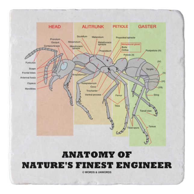 Anatomy Of Nature's Finest Engineer Worker Ant Trivet (Front)