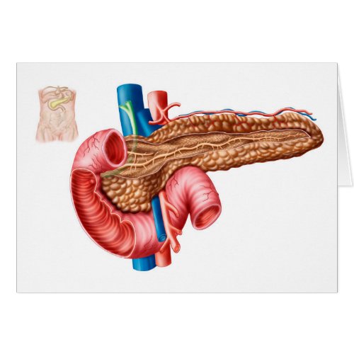 Anatomy Of Pancreas