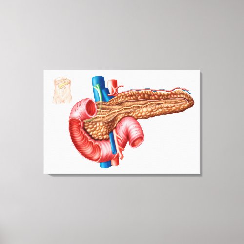 Anatomy Of Pancreas Canvas Print