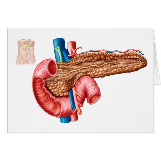 Anatomy Of Pancreas Cards (Front Horizontal)