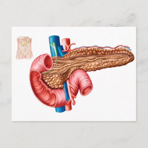 Anatomy Of Pancreas Postcard