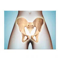 https://rlv.zcache.com/anatomy_of_pelvic_bone_on_female_body_canvas_print-r4761c435fafa4864b6949ac82c2834f2_irtkr_8byvr_200.webp