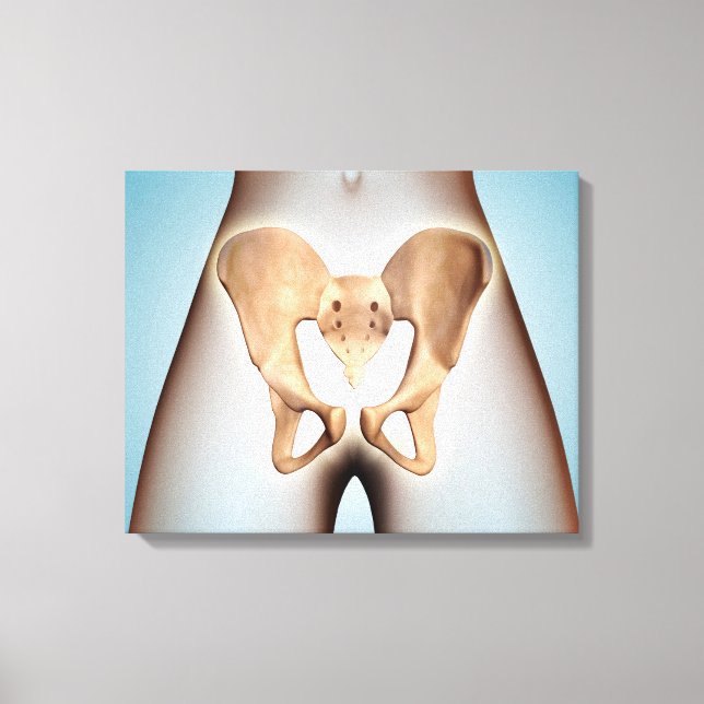 Anatomy Of Pelvic Bone On Female Body Canvas Print (Front)
