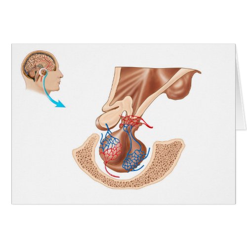 Anatomy Of Pituitary Gland