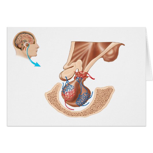 Anatomy Of Pituitary Gland Cards (Front Horizontal)