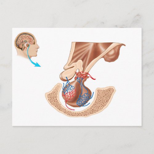 Anatomy Of Pituitary Gland Postcard