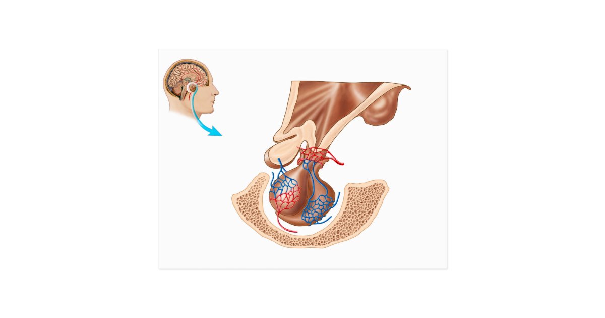 Anatomy Of Pituitary Gland Postcard | Zazzle.com