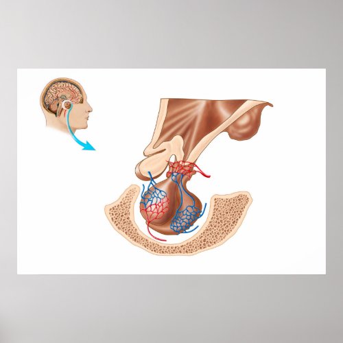 Anatomy Of Pituitary Gland Poster