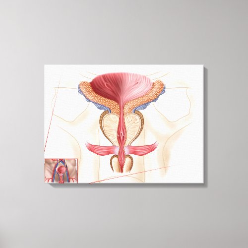 Anatomy Of Prostate Gland Canvas Print
