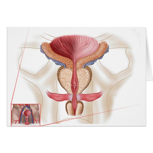 Anatomy Of Prostate Gland Cards (Front Horizontal)